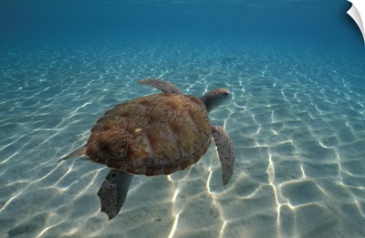 Tortoise w/Marine View