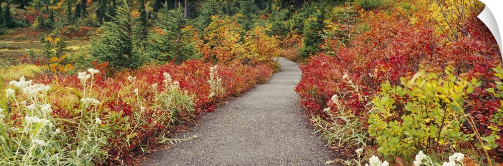 Trail With Autumn Color WA