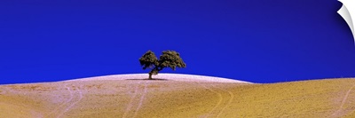 Tree Andalucia Spain