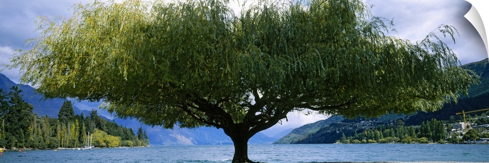 Tree at the lakeside, Lake Wakatipu, Queenstown, Otago Region, South Island, New Zealand