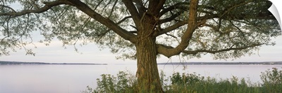 Tree at the lakeside, Wisconsin