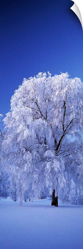Tree covered with snow, Imatra, South Karelia, Finland