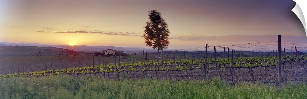 Tree in a vineyard, Val D'Orcia, Siena Province, Tuscany, Italy