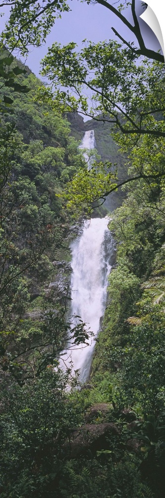 Tree in front of a waterfall, Moaula Falls, Halawa Valley, Molokai, Hawaii
