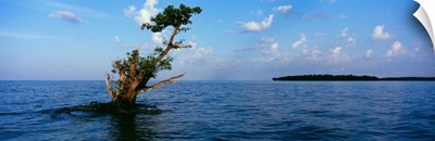 Tree in the sea, Ten Thousand Islands, Florida,