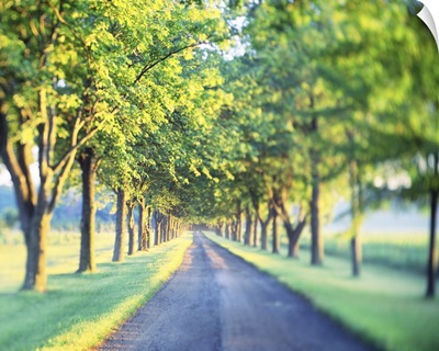 Tree Lined Drive Lancaster County PA