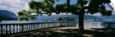 Tree near a lake, Stresa, Isola Bella, Borromean Islands, Lake Maggiore, Piedmont, Italy