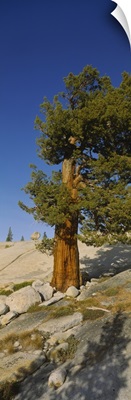 Tree on hillside, Olmsted Point, Yosemite National Park, California