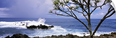 Tree on the coast, Honolulu Nui Bay, Nahiku, Maui, Hawaii