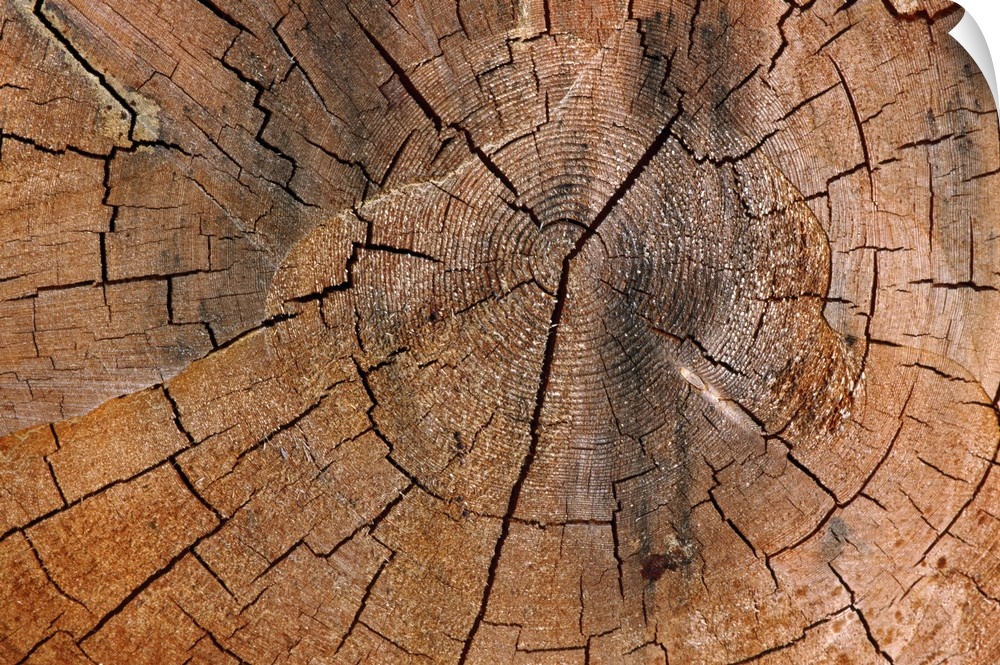 A photograph is taken very closely of a tree stump showing the rings and cracks in it.
