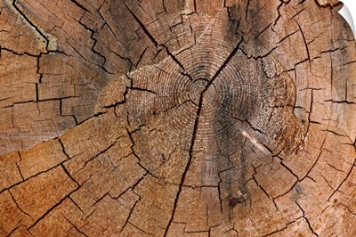 Tree Stump Detail