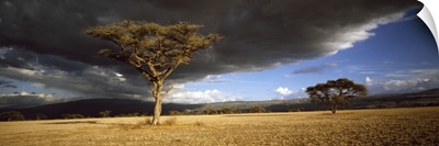 Tree w\storm clouds Tanzania