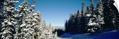 Treelined ski track, Winter Park Resort, Colorado