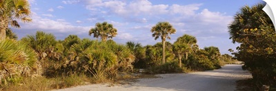 Trees along a dirt road, Caspersen Beach, Venice, Sarasota County, Florida