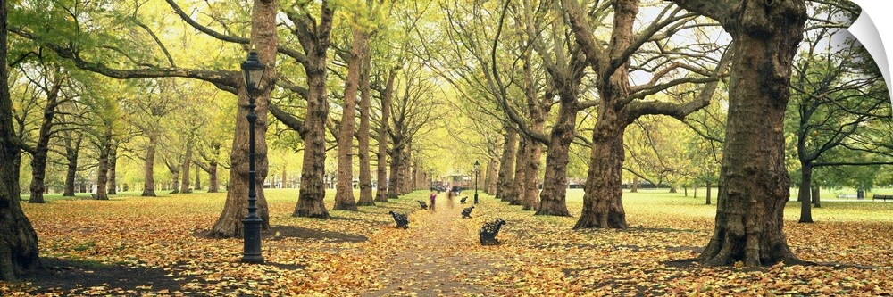 This panoramic picture is of a walking path in a park with large trees lining the path and leaves covering the ground.