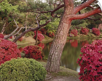 Trees along a lake, Byodo-In, Kyoto Prefecture, Honshu, Japan