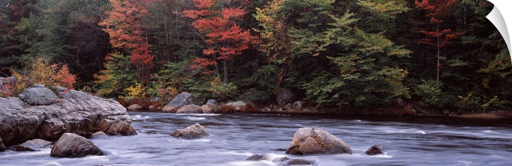 Trees along a river Moose River Adirondack Mountains New York State