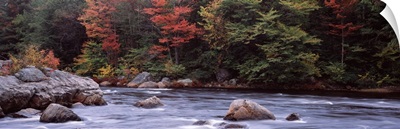 Trees along a river Moose River Adirondack Mountains New York State