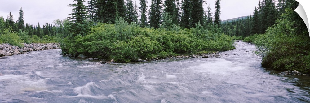 Trees along a river, Willow Creek, Hatcher Pass Road, Alaska