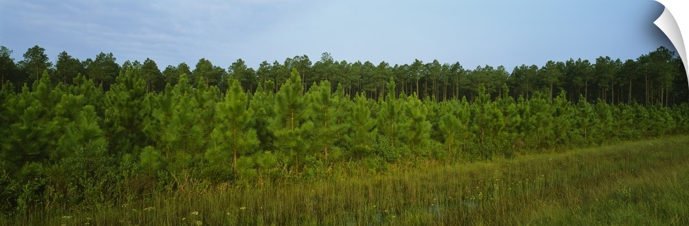 Trees along a riverbank, Apalachicola, Florida