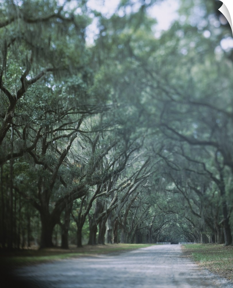 Beautiful picture looking down a road that is lined with large oak trees that are covered with Spanish moss.