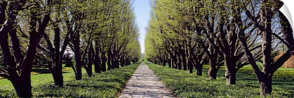 Panoramic photograph on a large wall hanging of a narrow footpath between two rows of trees in a garden, in Ontario, Canada.