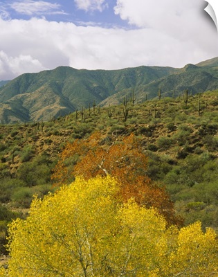 Trees and cactus plants in a forest, Tonto National Forest, Gila County, Arizona