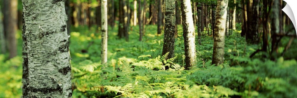 Trees and forest floor