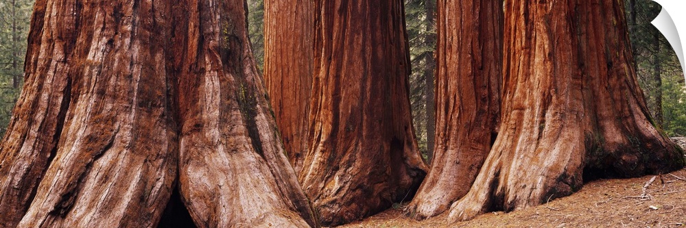 Trees at Sequoia National Park, California