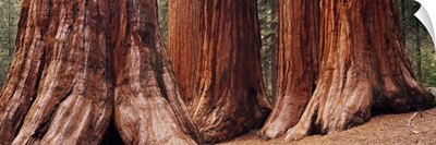 Trees at Sequoia National Park, California