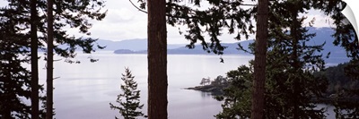 Trees at the seaside, Teddy Bear Cove, Chuckanut Bay, Skagit County, Washington State,