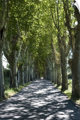 Trees both sides of a road, Mane, Alpes de Haute Provence