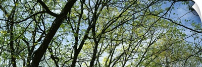 Trees budding in spring, close up, Pilot Knob State Park, Iowa