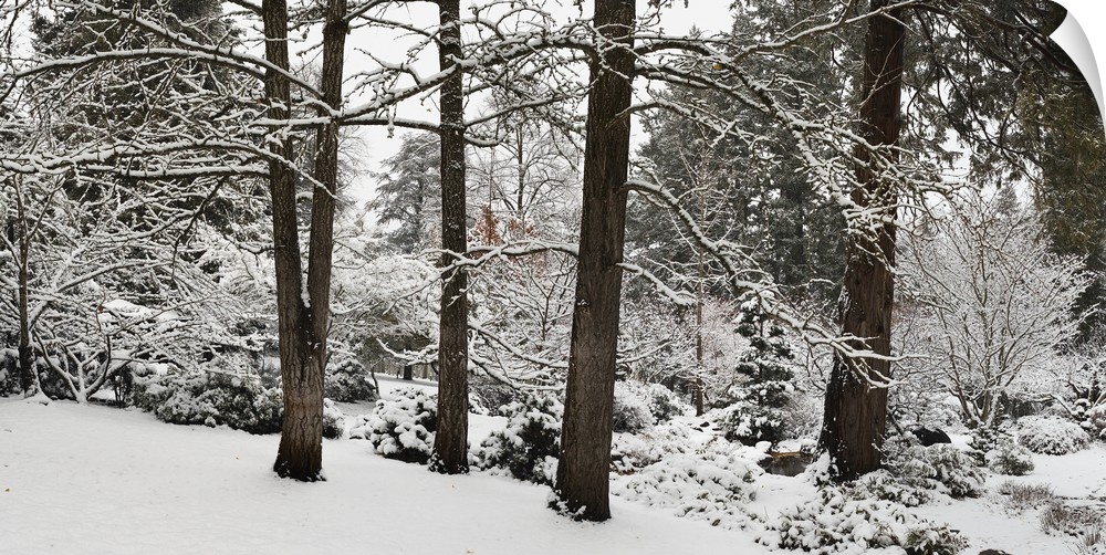 Giant landscape photograph of snow covered trees and shrubs at the edge of a forest in Ashland, Jackson County, Oregon.
