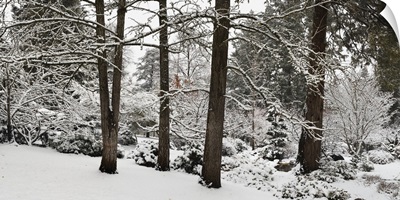 Trees covered with snow in a forest, Ashland, Jackson County, Oregon
