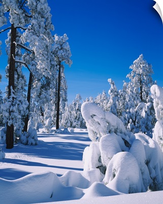 Trees covered with snow in a forest, Rim Road, Apache-Sitgreaves National Forest, Arizona