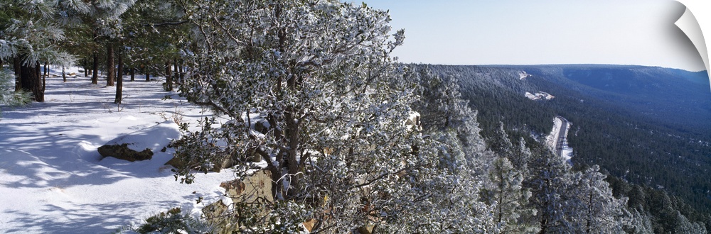 Trees covered with snow, Mogollon Rim, Tonto National Forest, Zane Grey Country, Arizona