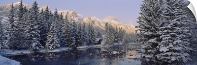 Trees covered with snow, Policemans Creek, Canmore, Alberta, Canada