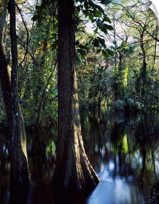 Trees growing in reflective water of Loxahatchee River, Loxahatchee Wild and Scenic River, Florida