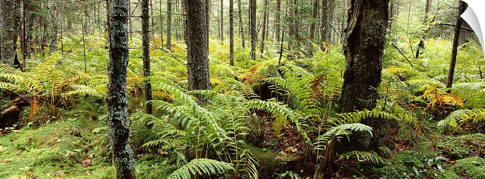 Fall ferns, Adirondack Mountains, New York