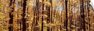 Trees in a forest, Alleghany State Park, New York State