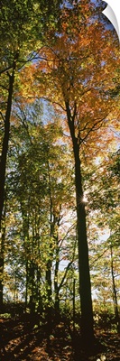 Trees in a forest at Carpenter Falls, Finger Lakes, New York State