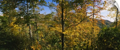 Trees in a forest, Blue Ridge Mountains, Outside of Spruce Pine, North Carolina