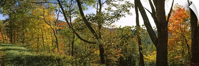 Trees in a forest, Blue Ridge Mountains, Outside of Spruce Pine, North Carolina