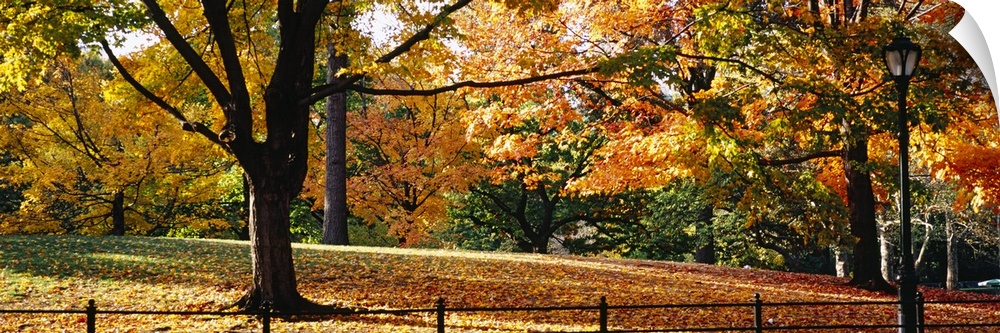 Panoramic photo on canvas of fall foliage covered trees in Central Park.