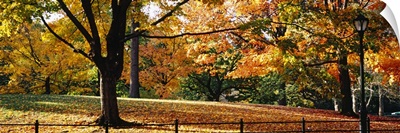 Trees in a forest, Central Park, Manhattan, New York City, New York