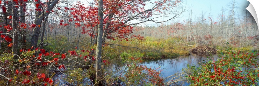 Autumn, Wetland, Near Damariscotta, Maine, USA