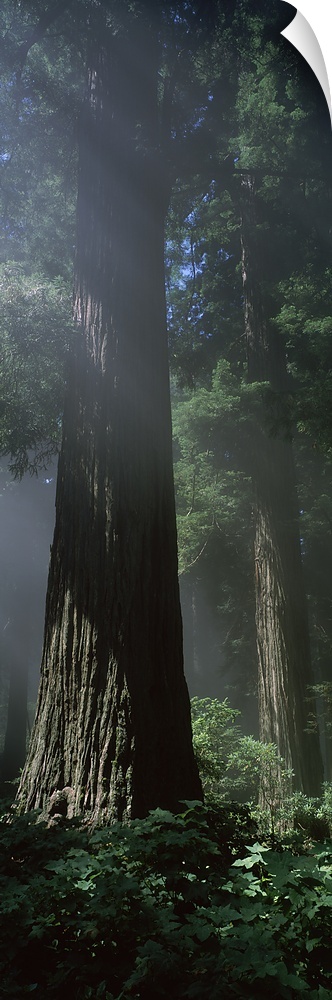 Del Norte State Park, Redwood National Park, California