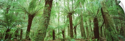 Trees in a forest, Franklin Gordon Wild Rivers National Park, Tasmania, Australia