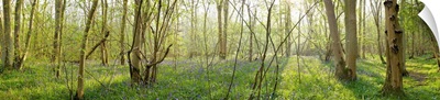 Trees in a forest, Gransden And Waresley Woods, Cambridgeshire, England
